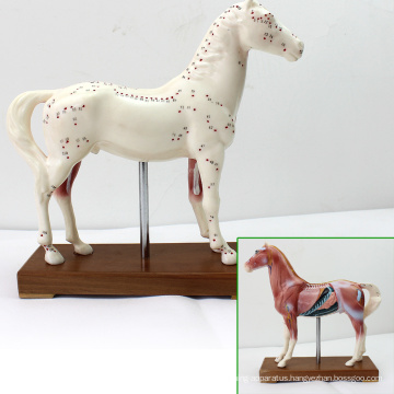 A03(12003) Educational Veterinarian's Plastic Horse Acupuncture Anatomical Models 12003